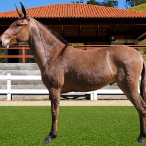 Lote 08 - ZAP DOS COQUEIROS