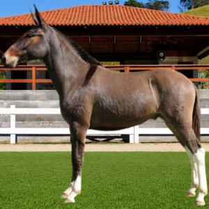 Lote 09 - AVIÃO TE DOS COQUEIROS