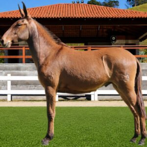 Lote 10 - BARÃO DOS COQUEIROS