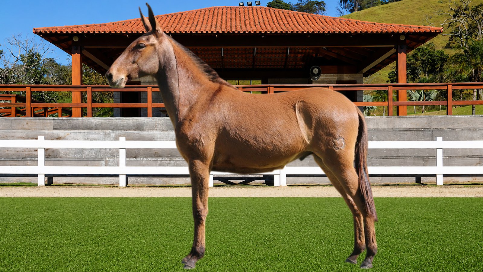 Lote 10 – BARÃO DOS COQUEIROS