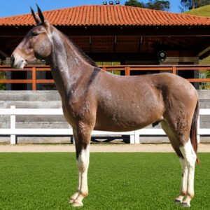 Lote 11 - ZINABRE DOS COQUEIROS