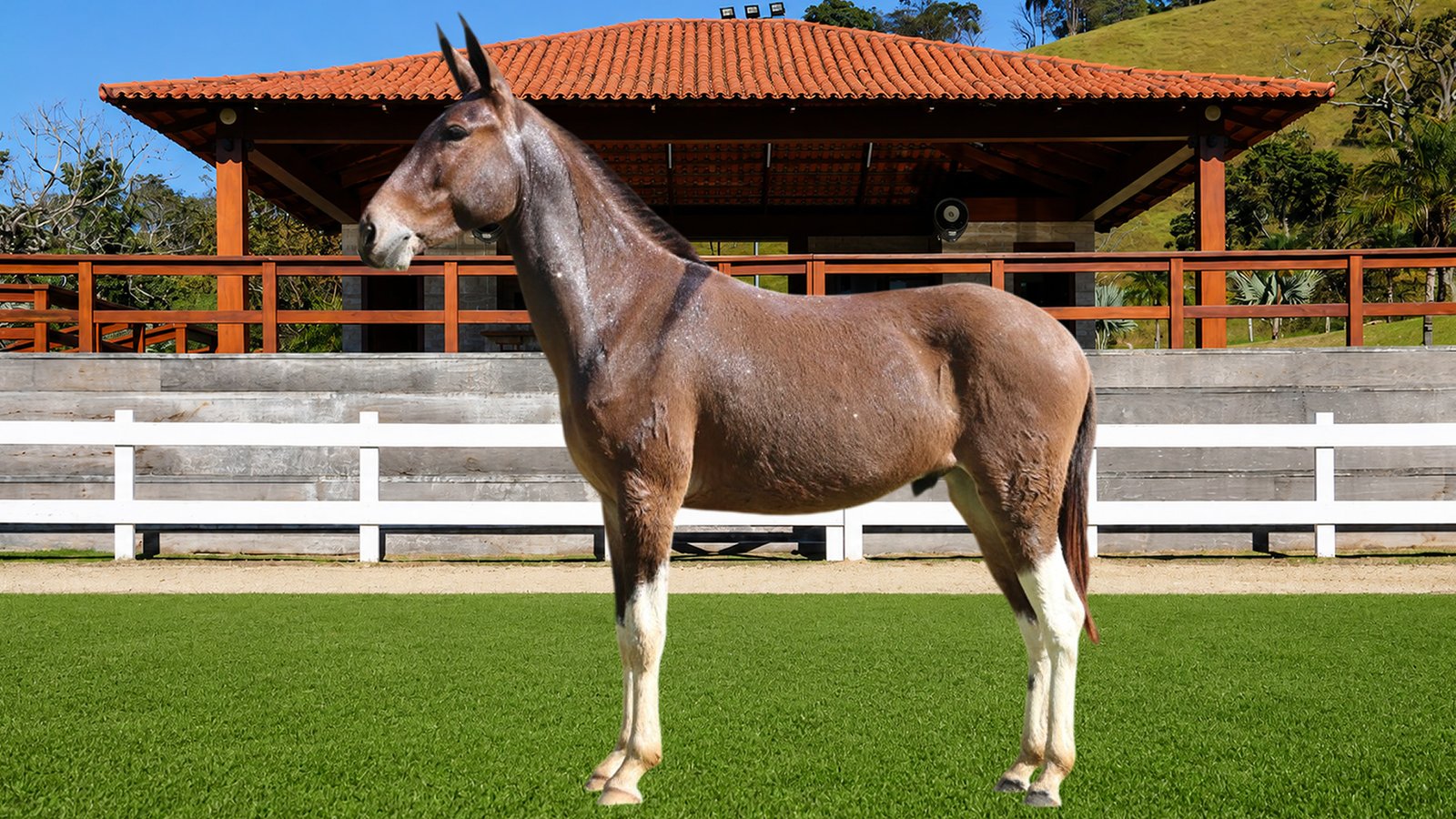 Lote 11 – ZINABRE DOS COQUEIROS