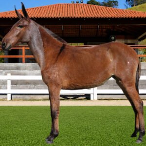 Lote 12 - AMIZADE DOS COQUEIROS