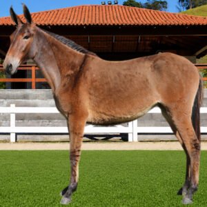Lote 13 - AZALEIA DOS COQUEIROS