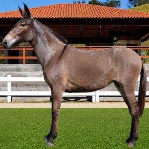 Lote 14 - ATRIZ DOS COQUEIROS
