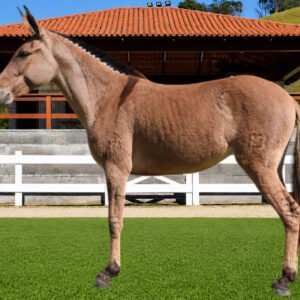 Lote 15 - ZABUMBA DOS COQUEIROS