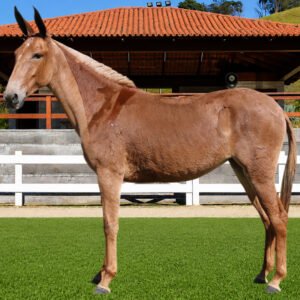 Lote 16 - ASCENSÃO DOS COQUEIROS