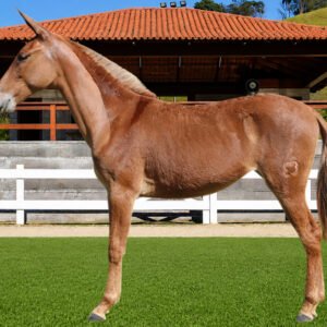 Lote 17 - BANDEIRA DOS COQUEIROS