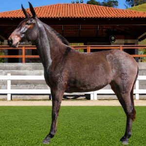 Lote 18 - ZARITA DOS COQUEIROS