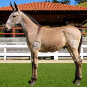 Lote 19 - BURGUÊS DOS COQUEIROS