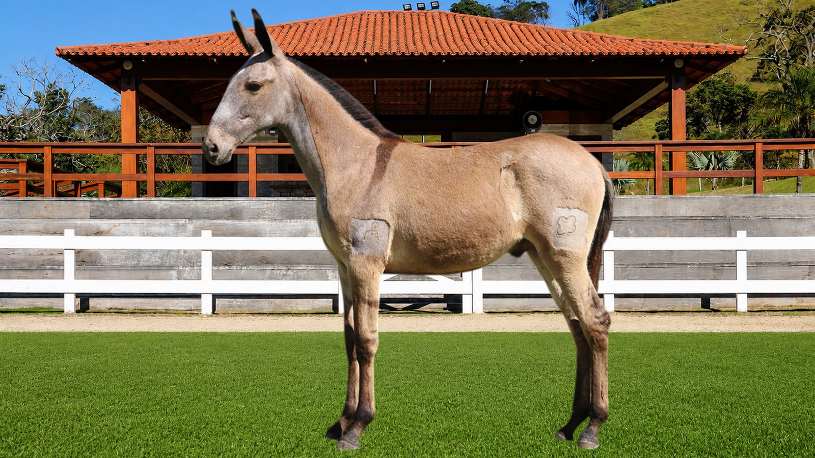 Lote 19 – BURGUÊS DOS COQUEIROS