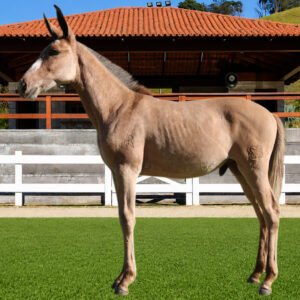 Lote 20 - CONCEITO DOS COQUEIROS