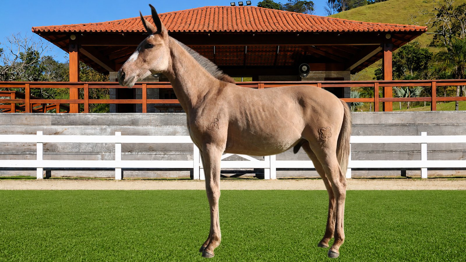 Lote 20 – CONCEITO DOS COQUEIROS