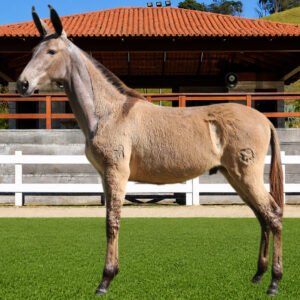 Lote 21 - BUGRE DOS COQUEIROS