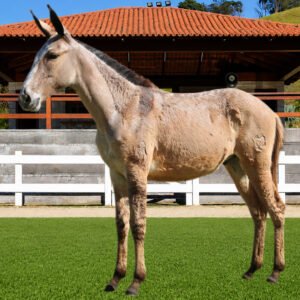 Lote 22 - BALUARTE DOS COQUEIROS