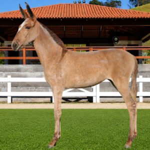 Lote 23 - CIÊNCIA DOS COQUEIROS