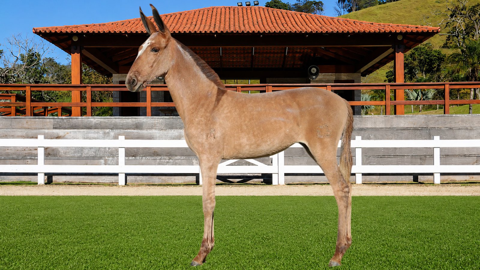 Lote 23 – CIÊNCIA DOS COQUEIROS