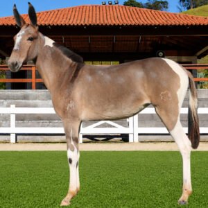 Lote 24 - BURGUESA TE DOS COQUEIROS