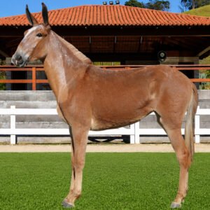 Lote 25 - AMOROSA DOS COQUEIROS