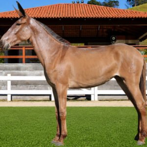 Lote 26 - AÇÃO DOS COQUEIROS