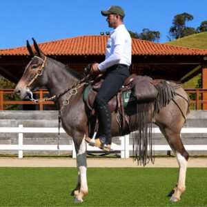 Lote 28 - ZAGA TE DOS COQUEIROS