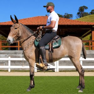 Lote 29 - VERDADE DOS COQUEIROS