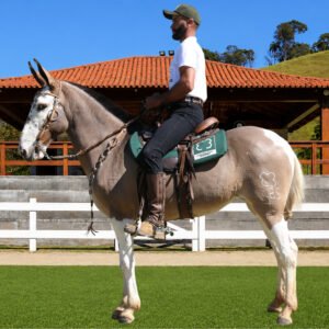 Lote 31 - REGÊNCIA TE DOS COQUEIROS
