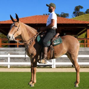 Lote 34 - XEPA DOS COQUEIROS