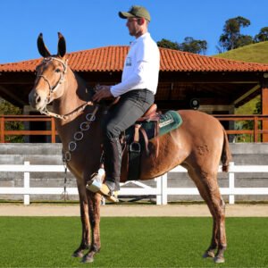 Lote 35 - ZAIRA DOS COQUEIROS
