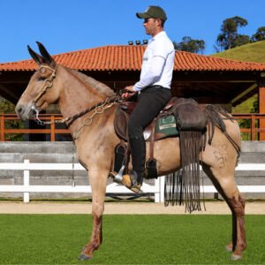 Lote 36 - UGANDA DOS COQUEIROS
