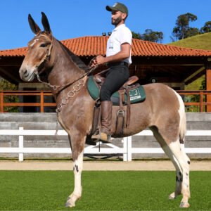 Lote 37 - XERETA TE DOS COQUEIROS