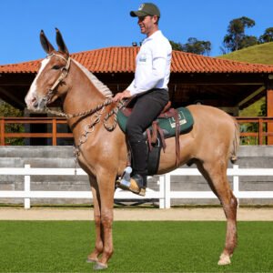 Lote 38 - ZERADO DOS COQUEIROS