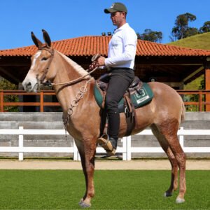 Lote 39 - ZAGA II DOS COQUEIROS