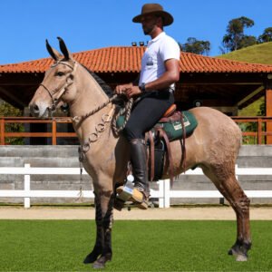 Lote 40 - XIQUE DOS COQUEIROS