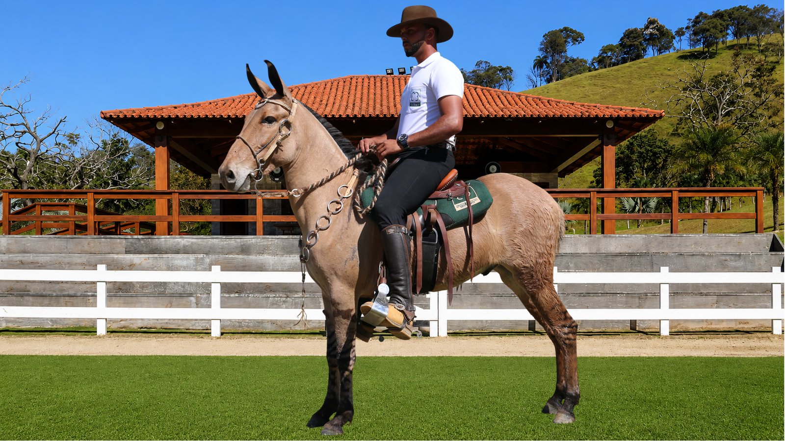 Lote 40 – XIQUE DOS COQUEIROS