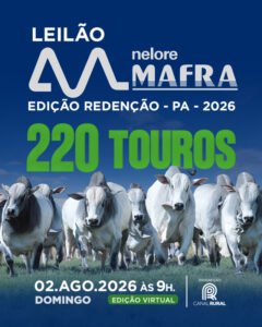 leilao-virtual-nelore-mafra-220-touros