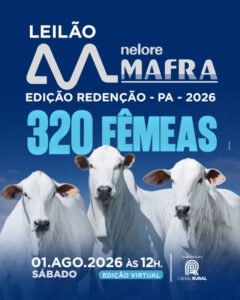 leilao-virtual-nelore-mafra-320-femeas