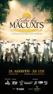 2-leilao-dos-macuxi-s