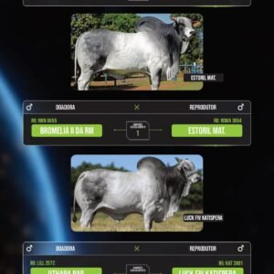 LOTE 01 – PACOTE COM 13 EMBRIÕES