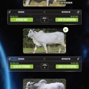 LOTE 03 – PACOTE COM 13 EMRBIÕES