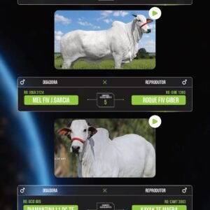 LOTE 05 – PACOTE COM 13 EMBRIÕES