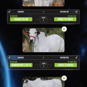 LOTE 06 – PACOTE COM 13 EMBRIÕES