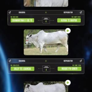 LOTE 07 – PACOTE COM 13 EMBRIÕES