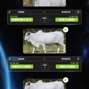 LOTE 10 – PACOTE COM 13 EMBRIÕES