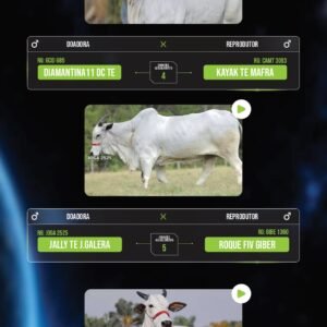 LOTE 13 – PACOTE COM 26 EMBRIÕES