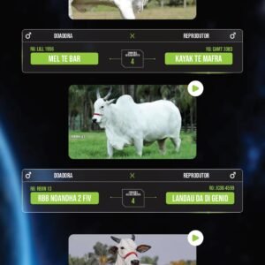 LOTE 14 – PACOTE COM 13 EMBRIÕES