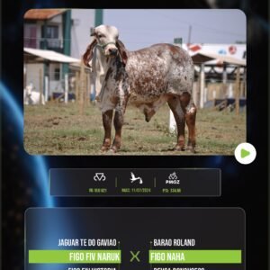 LOTE 02 - ROLEX (Garrote 100%)