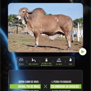 LOTE 03 – COLOSSO DA ZEBULEITE (touro – 50%)