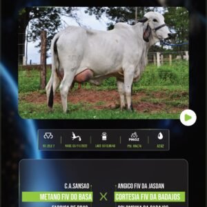 LOTE 05 - DIVINA IA DA ZEBULEITE X LIVRE ACASALAMENTO (EMBRIÕES)