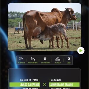 LOTE 07 - SAFALA DA EPAMIG X LIVRE ACASALAMENTO (EMBRIÕES)